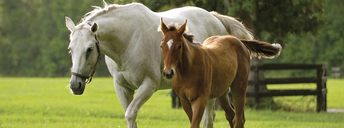 mnbreedersfund-thoroughbred-foal