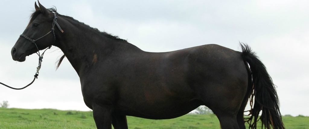 mnbreedersfund-quarterhorse-broodmare